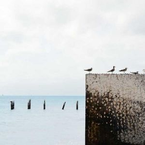 Meet your Posher, Ronald